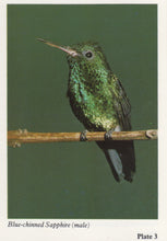 Hummingbirds