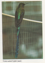 Hummingbirds