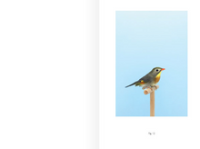 An Incomplete Dictionary of Show Birds