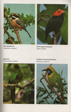 Keeping Softbilled Birds