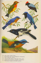 Soft-Billed Birds