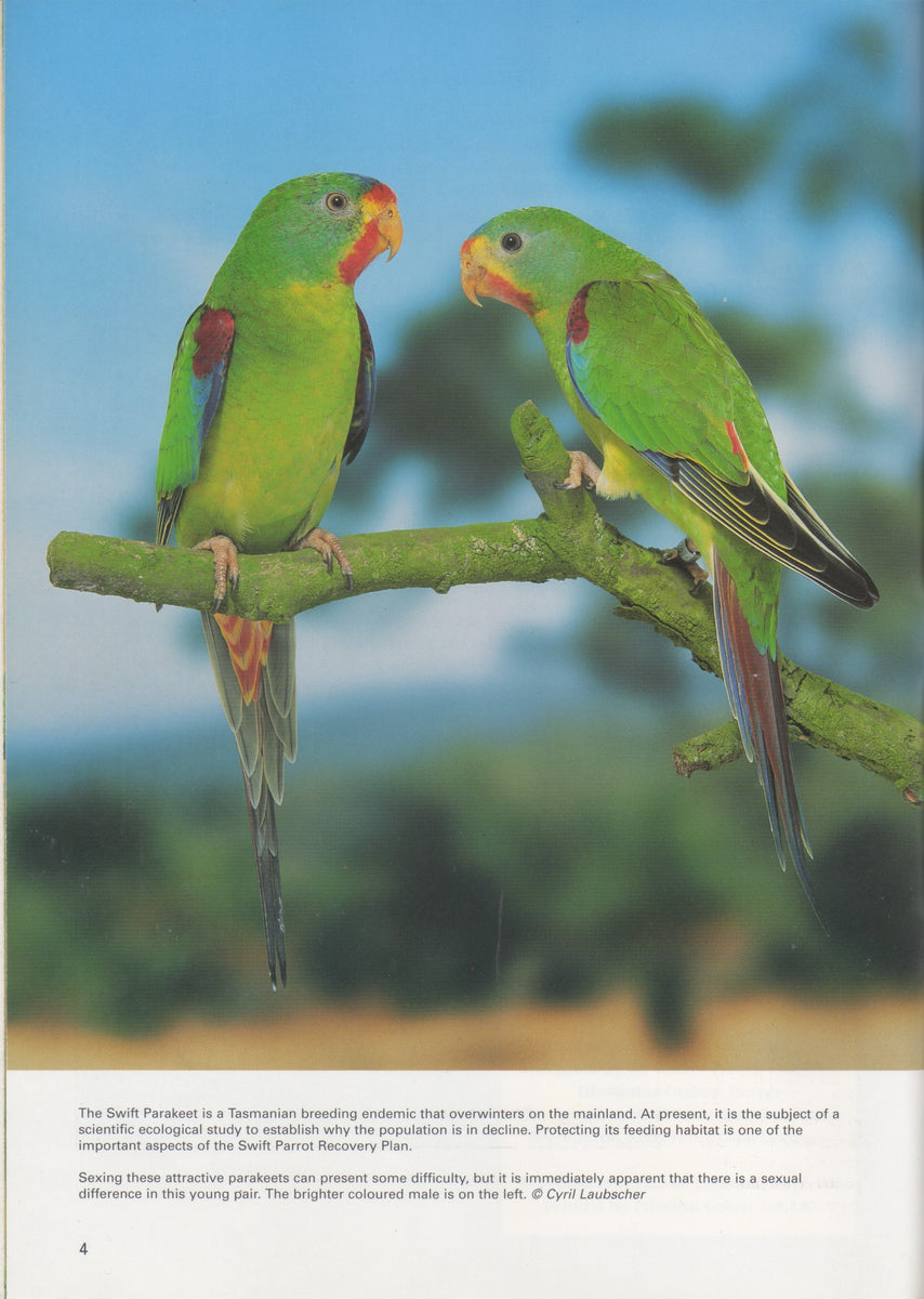 The Swift Parakeet – Softbills